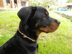 Bernsteinkette für Hunde und Katzen